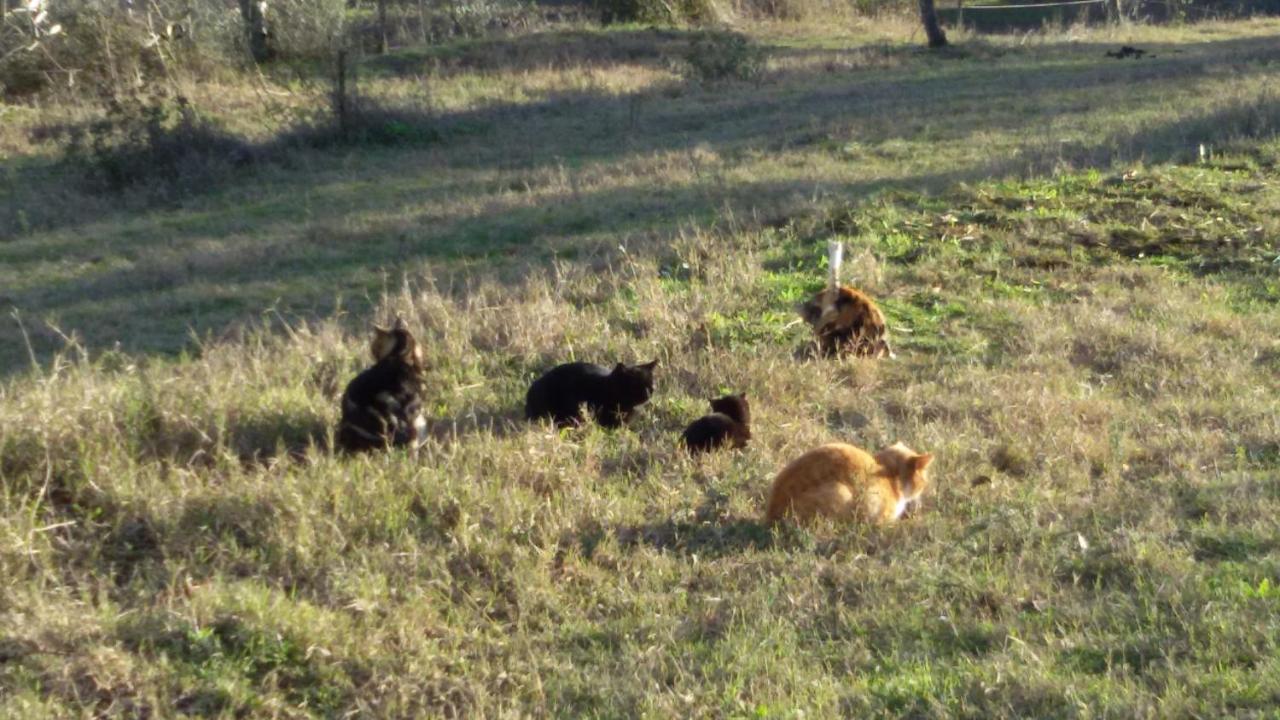 Monolocale Di Meo Διαμέρισμα Suvereto Εξωτερικό φωτογραφία