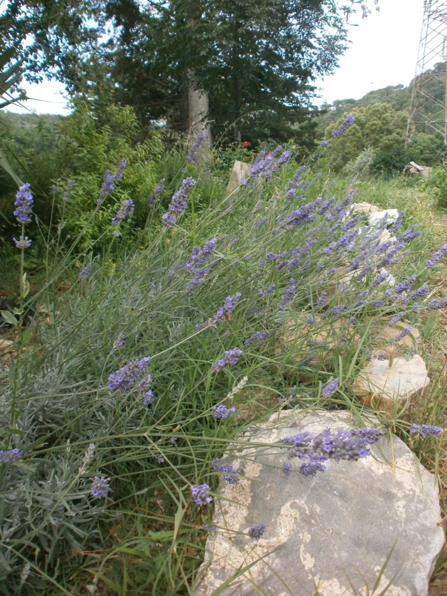 Monolocale Di Meo Διαμέρισμα Suvereto Εξωτερικό φωτογραφία