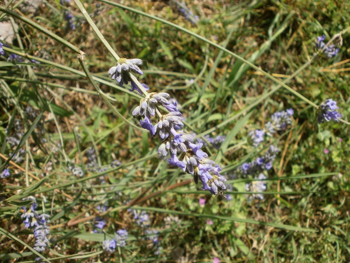 Monolocale Di Meo Διαμέρισμα Suvereto Εξωτερικό φωτογραφία